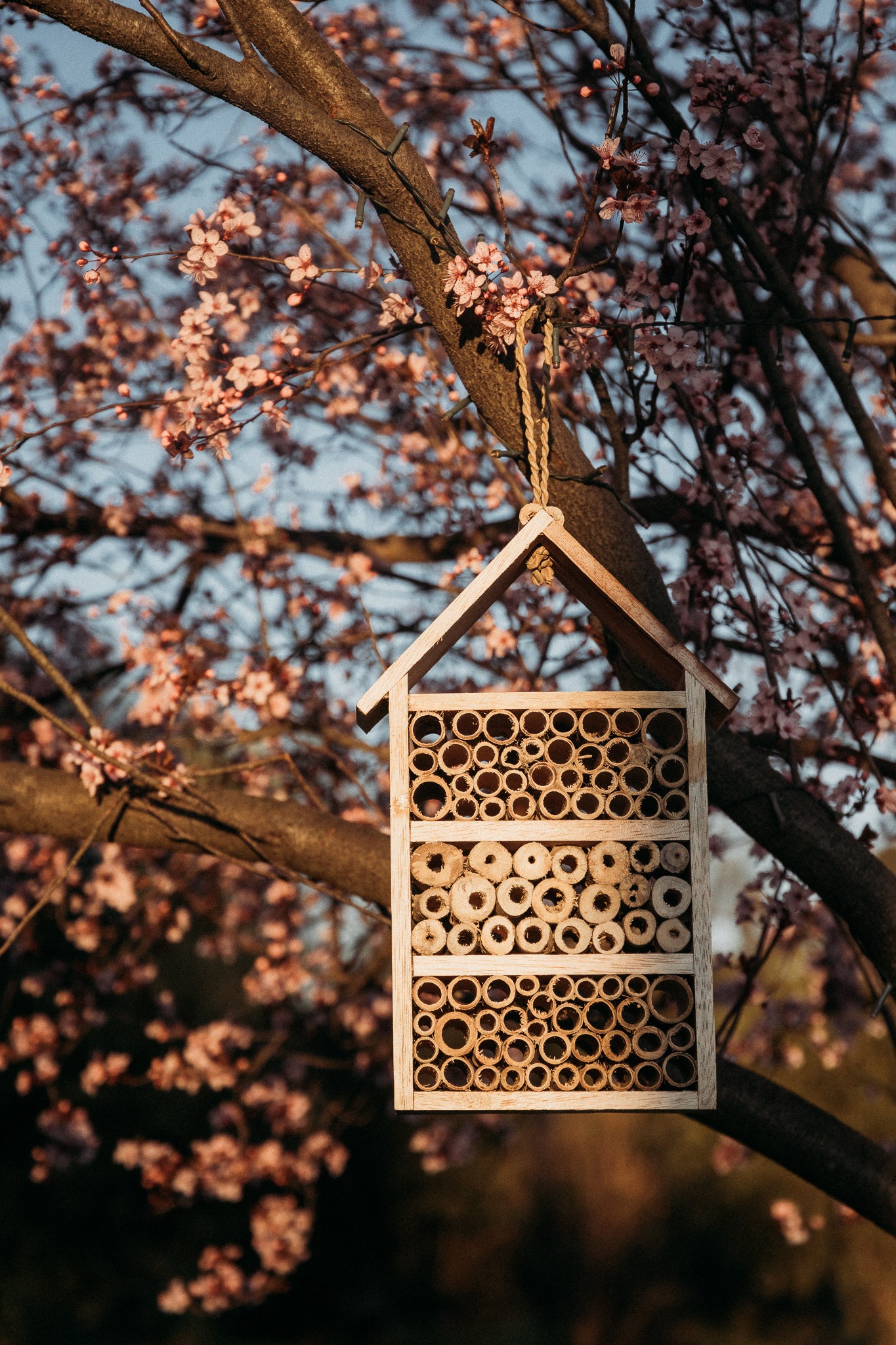 Bug house